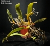 Bulbophyllum laxiflorum  (6)